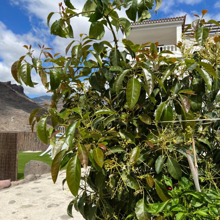 Casa rural con baño adaptado y piscina en Mogán - Apartamento de 2 dormitorios - 28