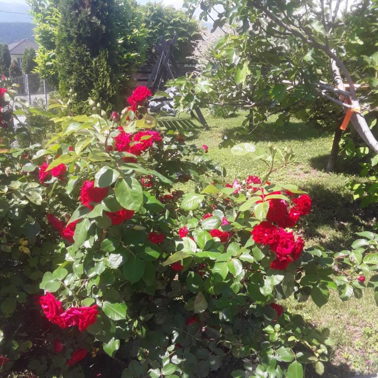 Holiday House White Hill - Villa with Private Pool - 54