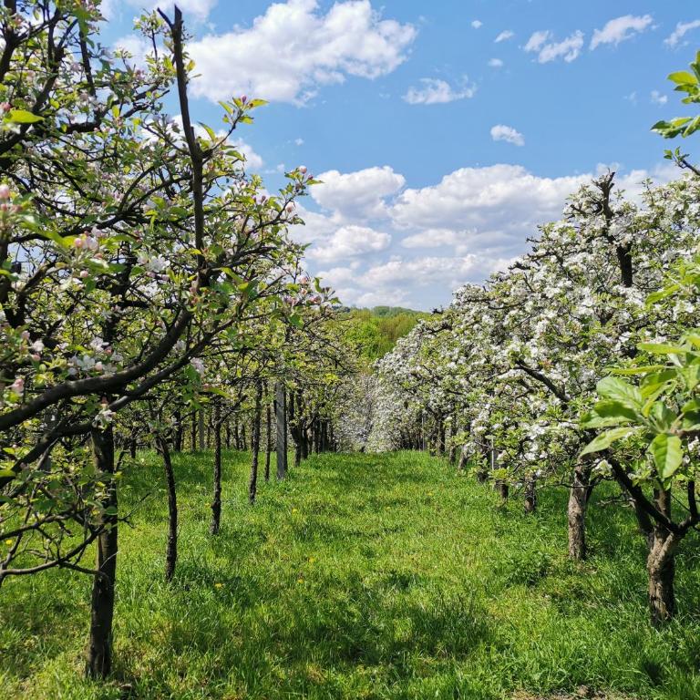 Weekend house & apartments Dubrave - Kuća sa 1 Spavaćom Sobom - 4