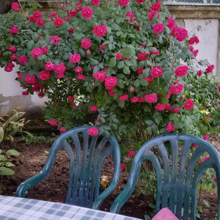 Apartmani Bubamara - Apartman - Prizemlje - 1