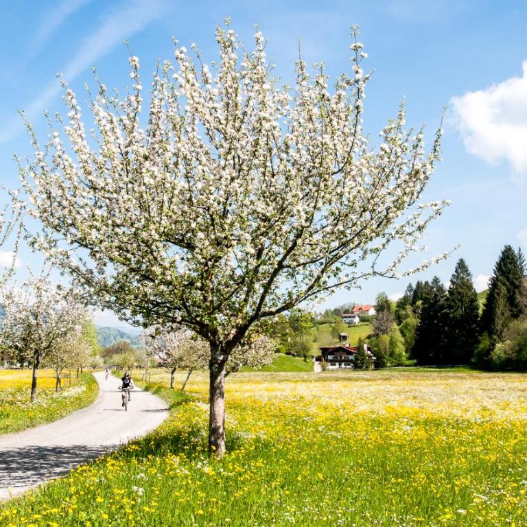 Haus am Teich - Fewo Relax mit Bergbahn Unlimited - Apartment mit 1 Schlafzimmer - 13
