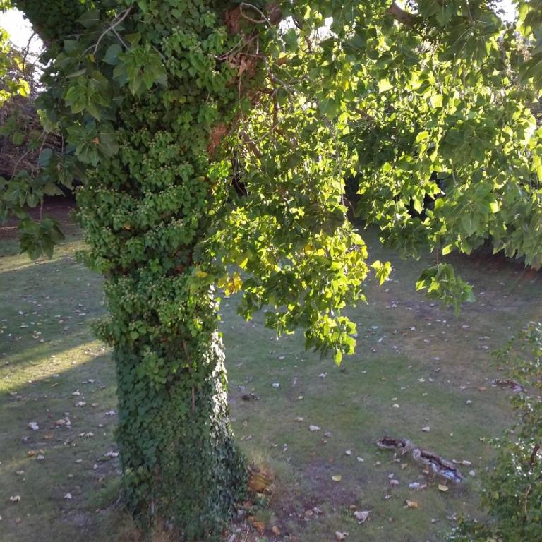 Chambres d'hôtes les Marronniers - Chambre Double - Vue sur Jardin - 6
