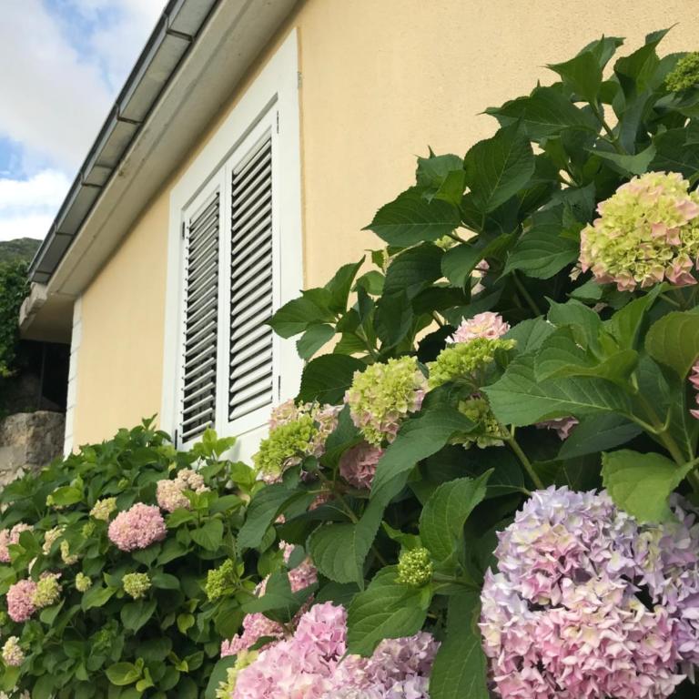Etno village Mihailovic - One-Bedroom House - 72