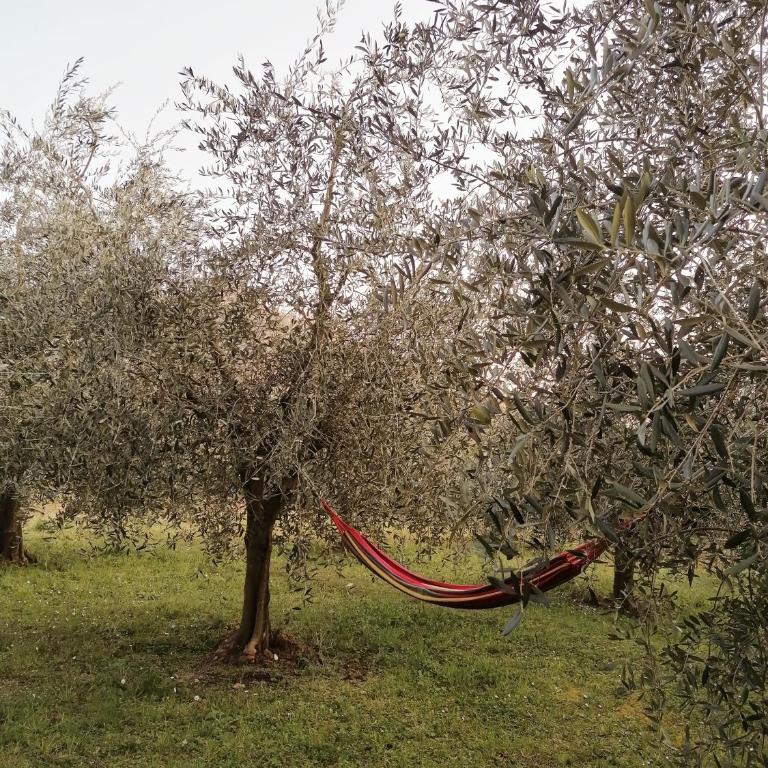Agriturismo Conca Sandra - Farm Stay on Lake Como - Appartamento - 6