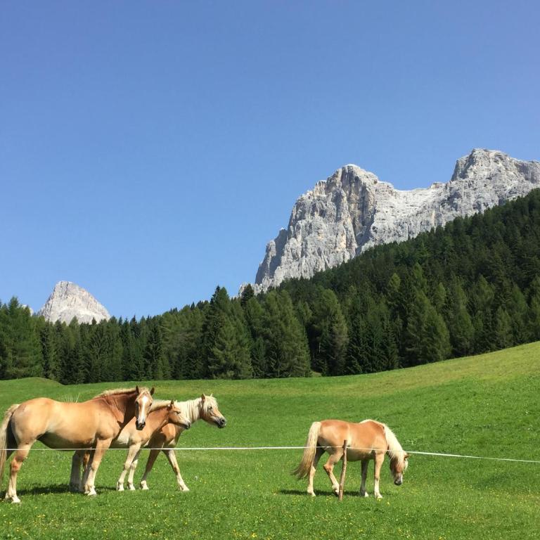 Casa Rosetta nel cuore delle Dolomiti - Casa con 1 dormitorio - 22