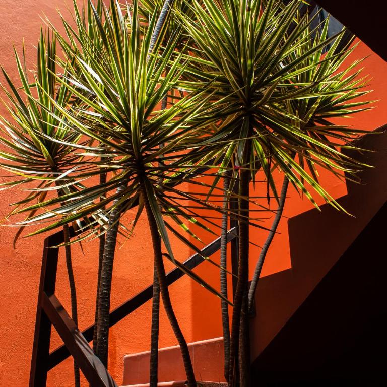 The Red Tree House - Suite - 5
