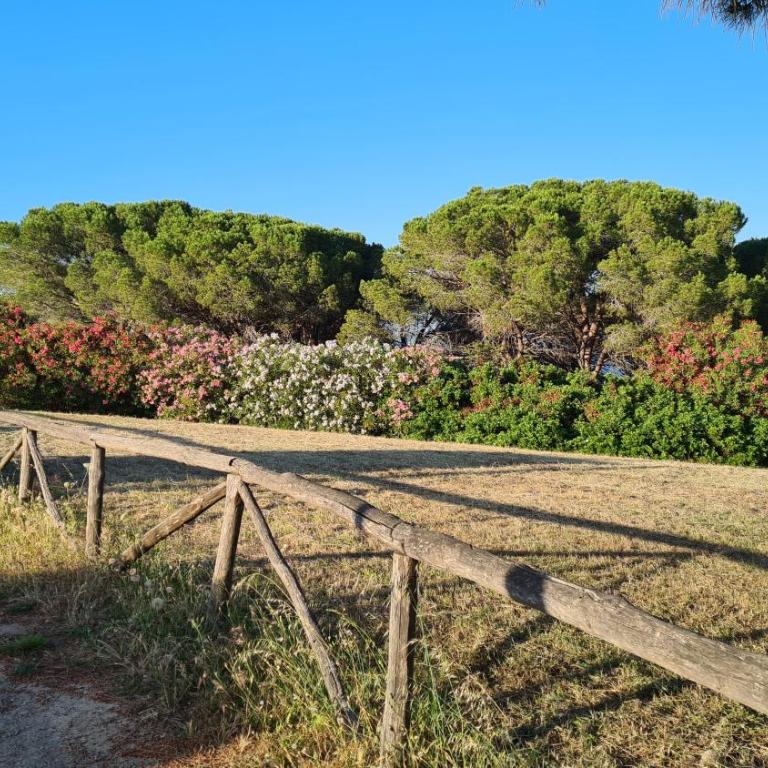 Villa vista pineta - 90 mt dalla spiaggia - Appartamento con Vista Giardino - 33