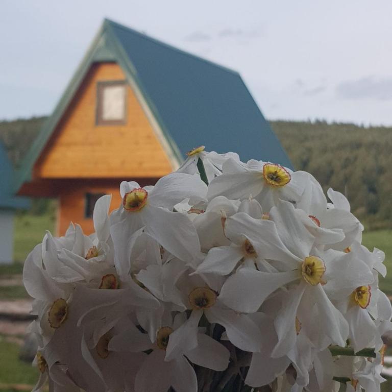 BUNGALOVI TIM - Two-Bedroom House - 35