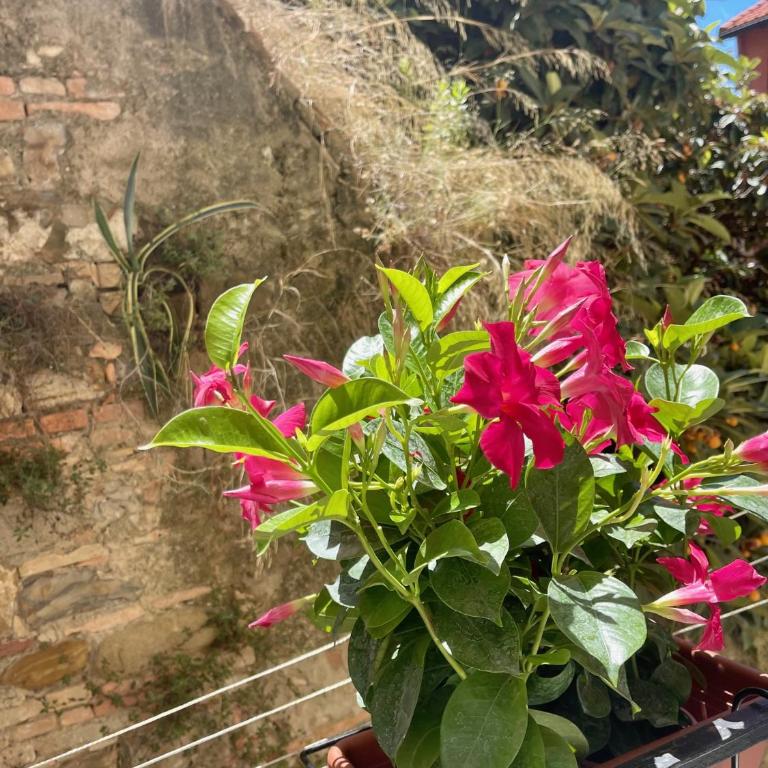 Pigna Tommy House - Monolocale - 15