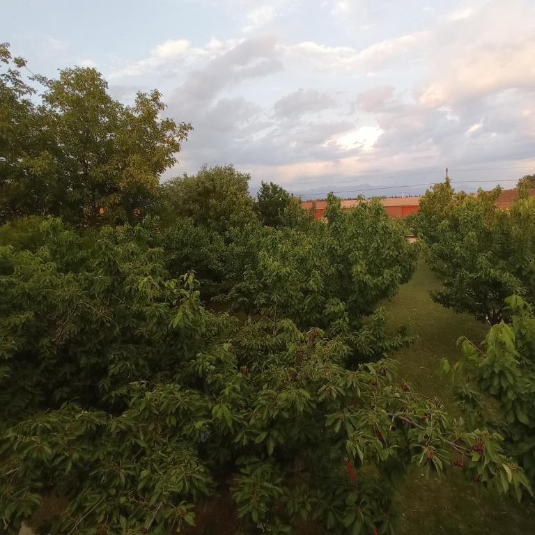 Airport home Radinovic - Quadruple Room with Terrace - 2