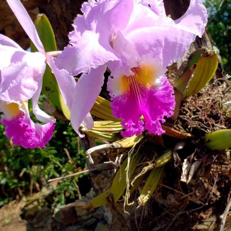 GREEN HOUSE CASA O APARTAMENTO CAMPESTRE - Three-Bedroom House - 26