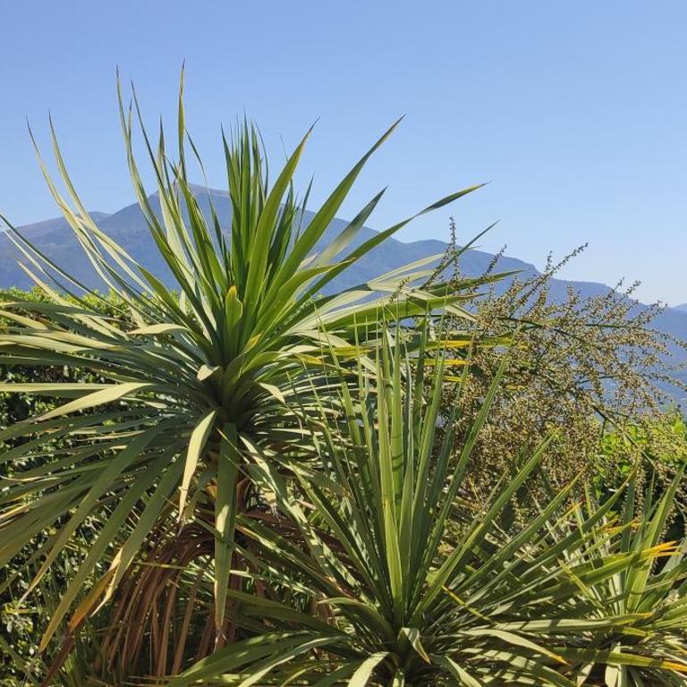 Loup Castel Boutique Hotel B&B - Suite Junior avec Terrasse Monaco - 14