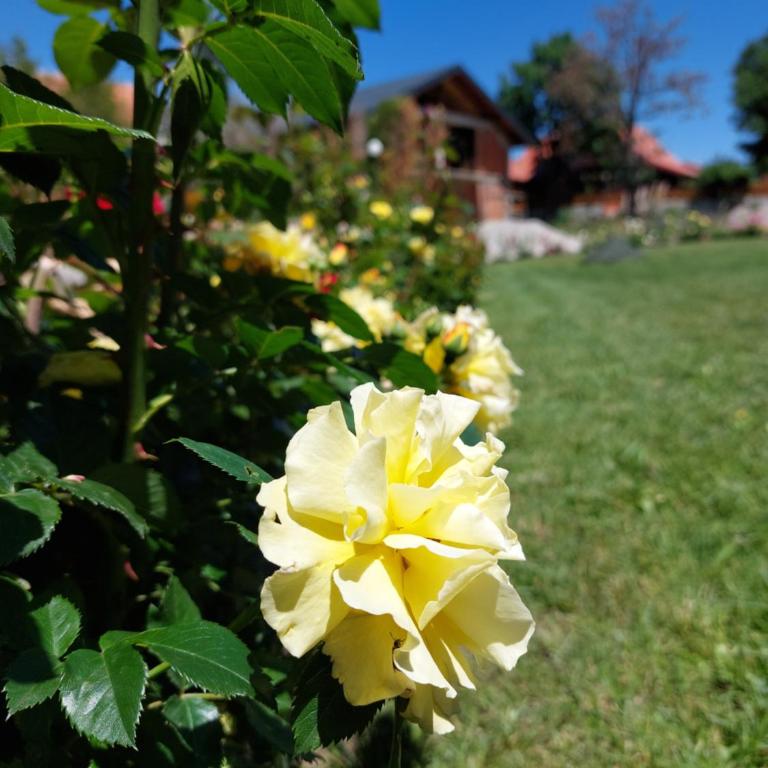 Apartman Čigota - Apartman sa 1 Spavaćom Sobom - 10