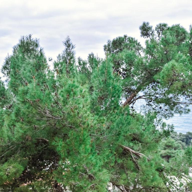 Apartment Monika - Apartman sa 2 Spavaće Sobe - 17