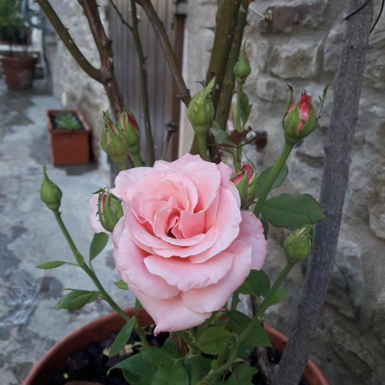 Il Fico di Cortona - Casa con 2 Camere da Letto - 17