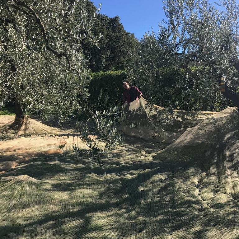Podere Belvedere Livorno - Villa - 24