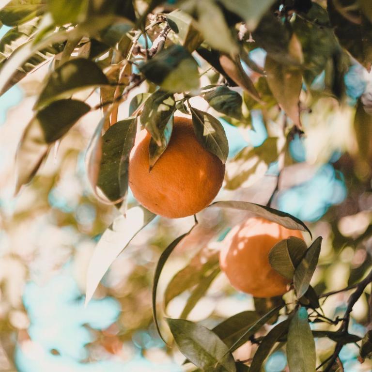 Apartman "CITRUS" Trebinje - Apartman sa 1 Spavaćom Sobom - 11