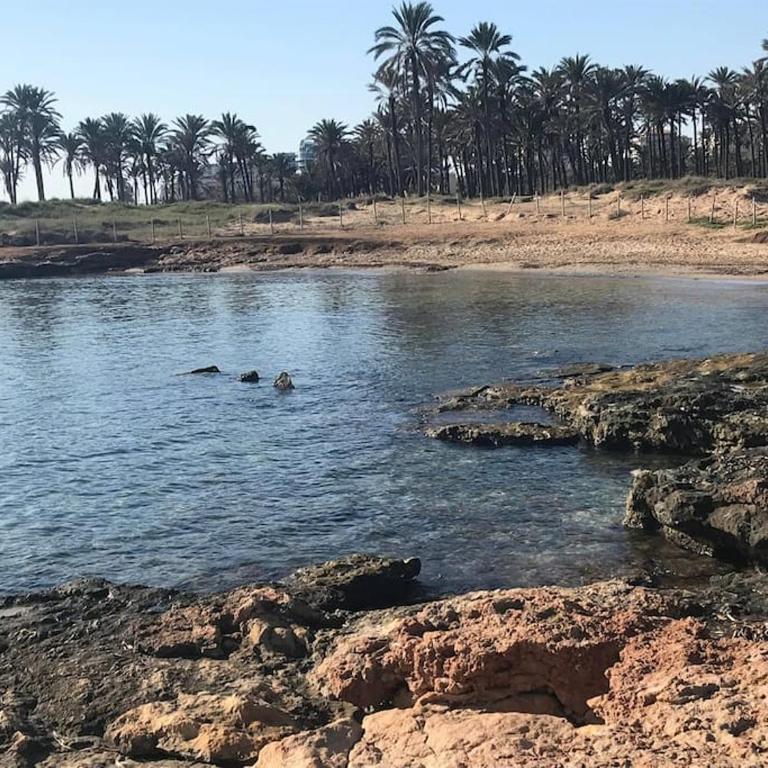 Apartament w Torrevieja, Mar Azul - Apartamento de 1 dormitorio - 15