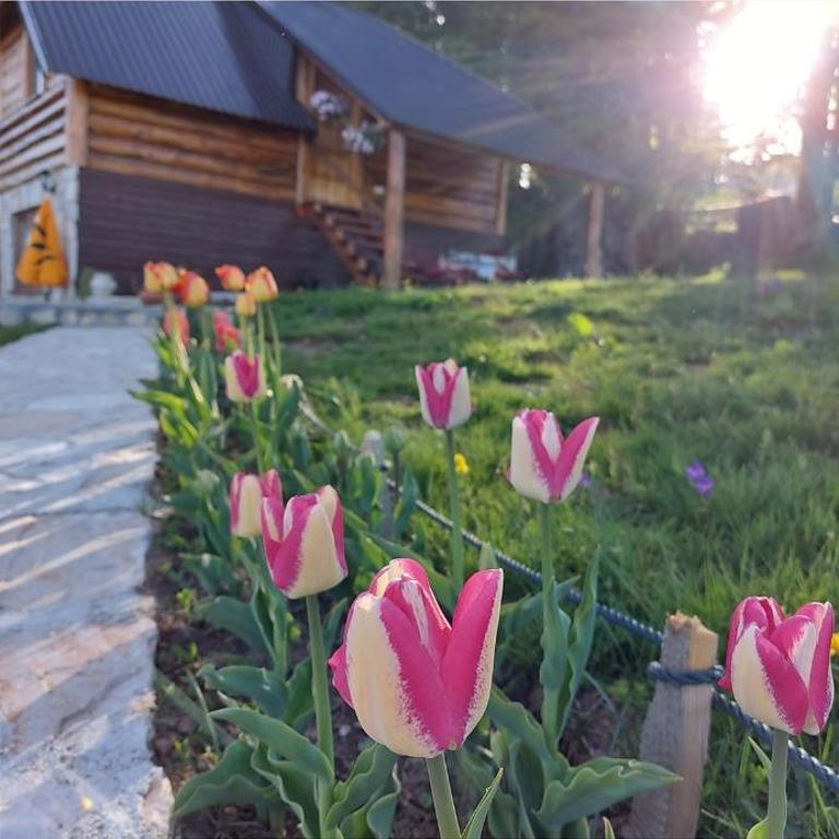 Brvnara Iskra Smrcevo brdo - Three-Bedroom Chalet - 14