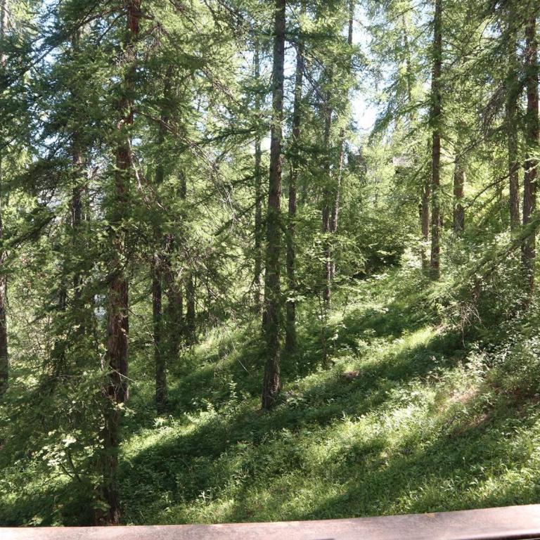 Studio calme en forêt, proche télésiège et commerces - FR-1-322-289 - Apartment (4 Erwachsene) - 2