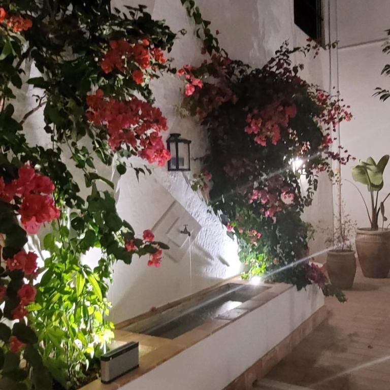 Albariza Hotel Boutique - Suite Junior - 16
