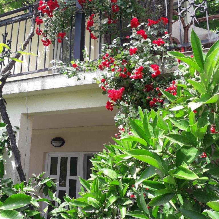 Apartments Petković - Studio with Patio - 1
