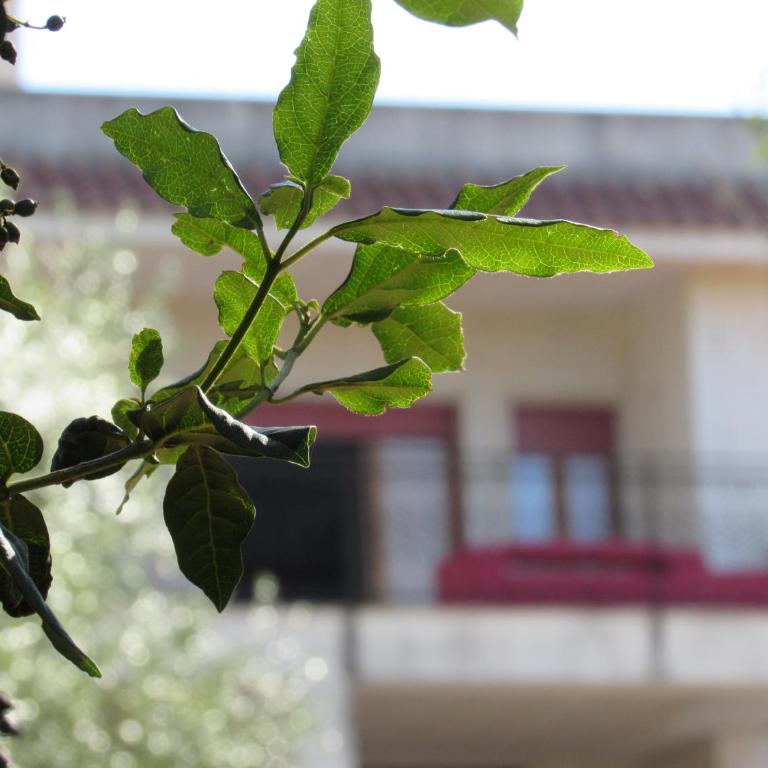 Casa il Giovane Alloro - Casa con 3 Camere da Letto - 1