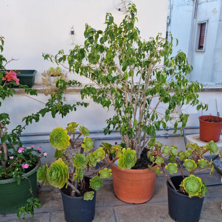Green Palace - Casa con 2 Camere da Letto - 20