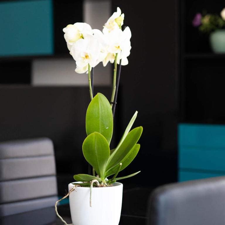 Appartamento 16 - Three-Bedroom Apartment - 8