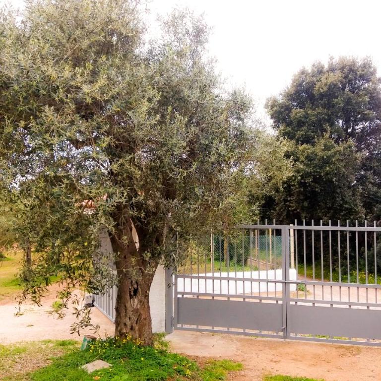 Alghero Guest House, Oasi tra gli Ulivi con Piscina e Fresche Suites in Seminterrato - Appartamento con 2 Camere da Letto e Terrazza - 51