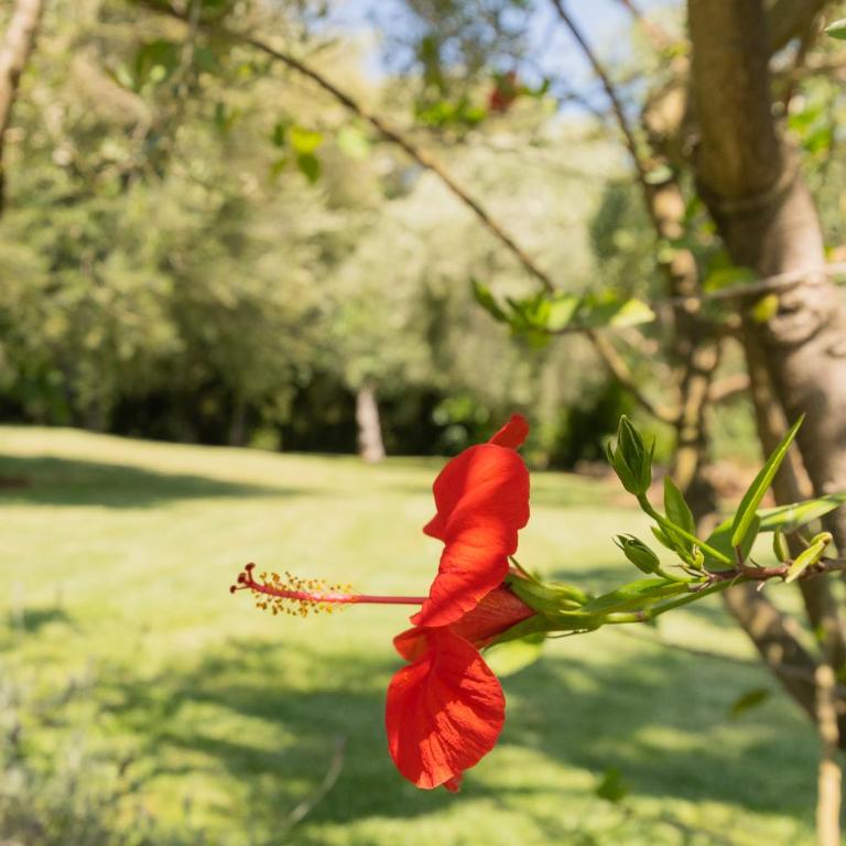 Murtera- Traditional country manor house for 9 people 5 bedrooms and 4 bathrooms near Sant Llorenç - Casa de 5 dormitorios - 37