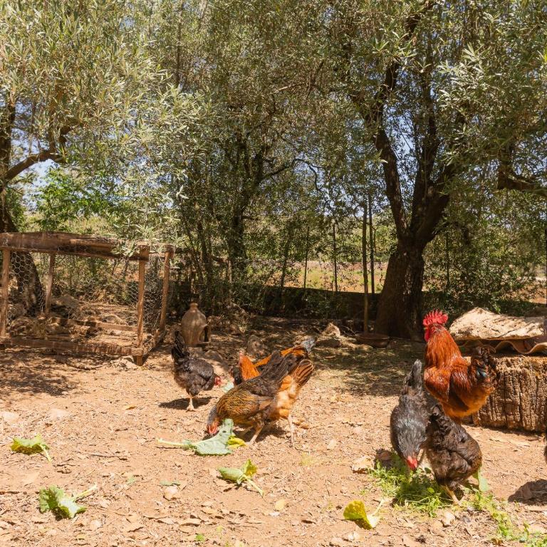 Murtera- Traditional country manor house for 9 people 5 bedrooms and 4 bathrooms near Sant Llorenç - Casa de 5 dormitorios - 51
