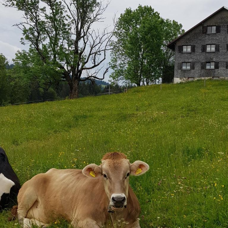 Ferienwohnung im kuhlen Allgäu - One-Bedroom Apartment - 40