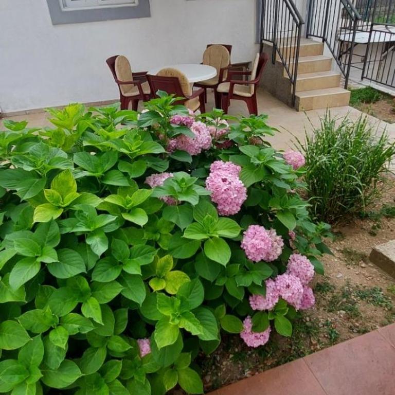 Apartments Radulovic - Dupleks Apartman - 2