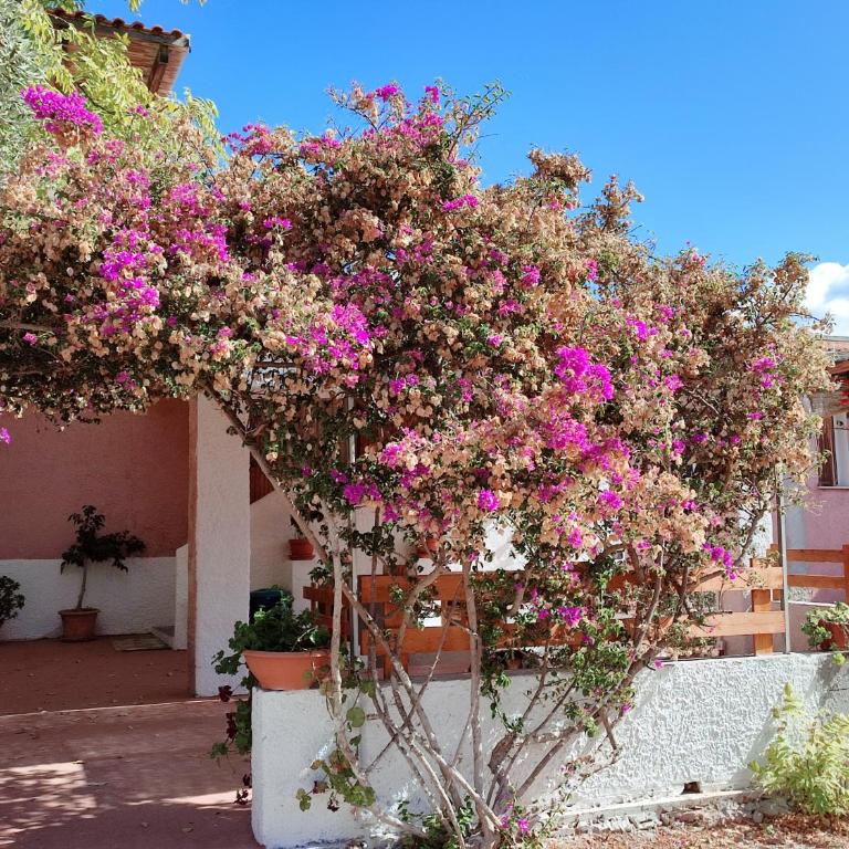 Alghero Guest House, Oasi tra gli Ulivi con Piscina e Fresche Suites in Seminterrato - Appartamento con 2 Camere da Letto e Terrazza - 14