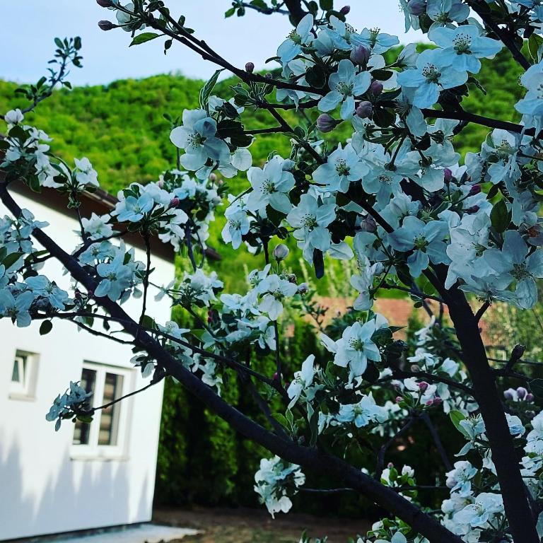 Luxury house "Heart of Nature" Visoko - Deluks Vila - 32