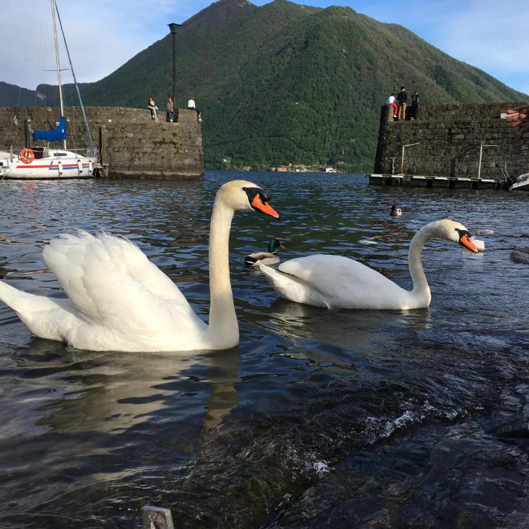 Una finestra sul lago - Appartamento con 1 Camera da Letto - 31