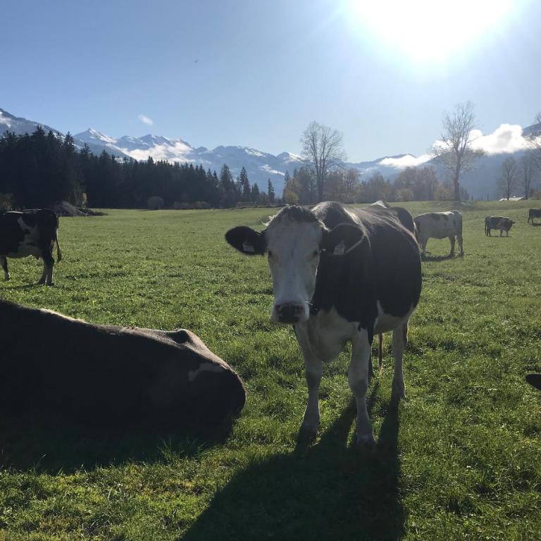 The Farm - Haus mit 3 Schlafzimmern - 47