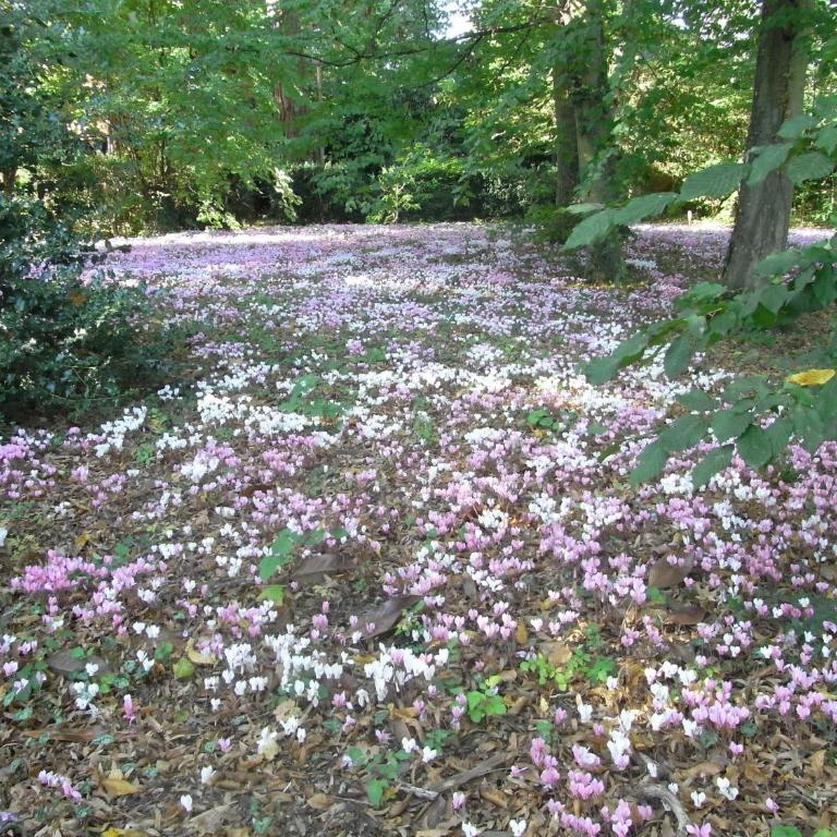 Manoir Du Parc (Adults only) - Small Double Room - Manor - 19