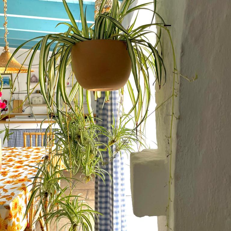 Casa Vacanze Capurre "Trulli e Pajare a due passi dal Pizzo" - Casa con 1 Camera da Letto - 34