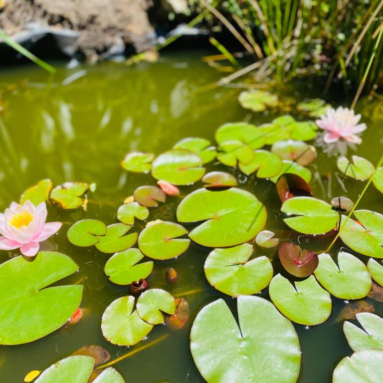 La Casita de Maby alquiler temporario - One-Bedroom Apartment - 19