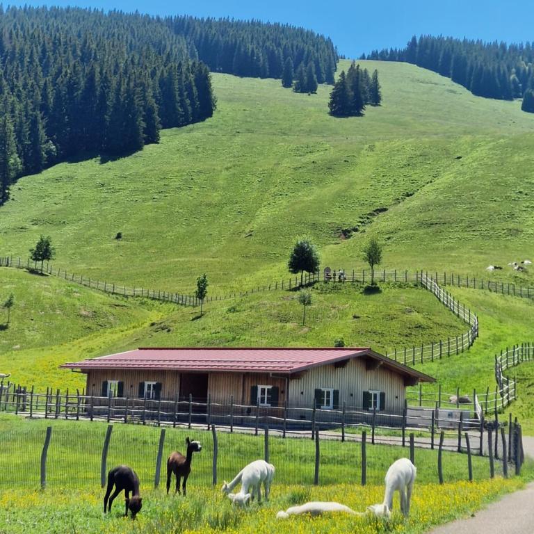 Allgäuer Ausblick - One-Bedroom Apartment - 92