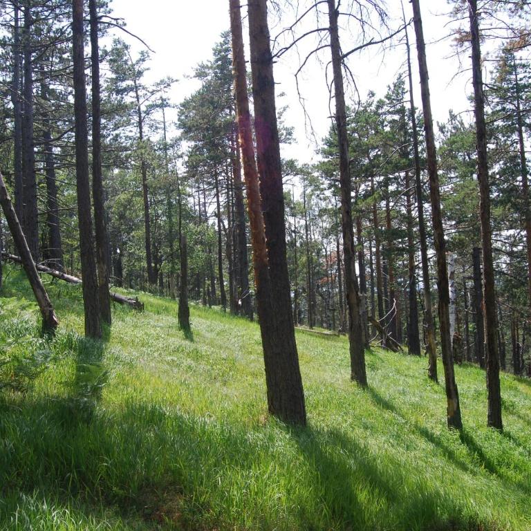 Apartman Oblačak Divčibare - Apartman sa 1 Spavaćom Sobom - 11