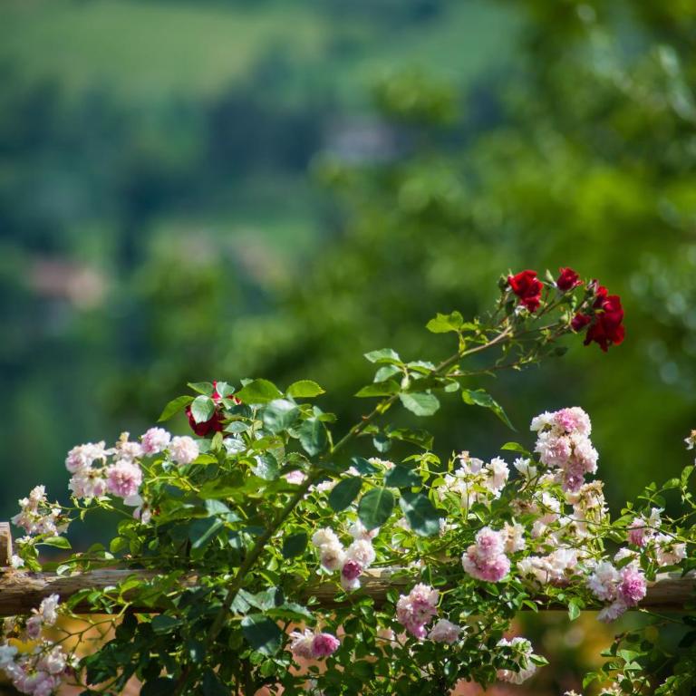 Le Rose di Montagnana - Casa con 2 Camere da Letto - 30