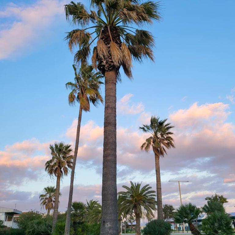 Twin Palms beach villa - Appartamento con Vista Giardino - 39