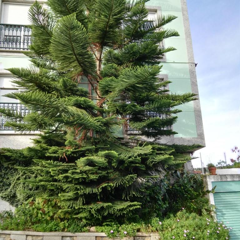Pisos Vistalegre 2B con jardín cerca del mar - Apartamento de 2 dormitorios - 13