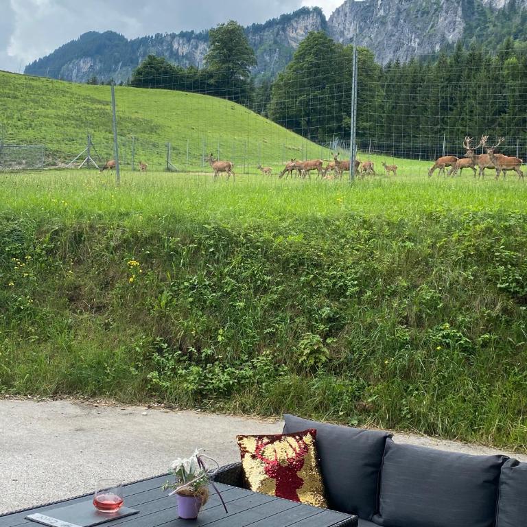 Berghof Haselsberger Appartements - Apartamento con vistas a las montañas - 19