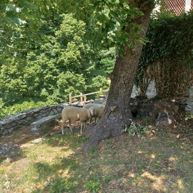 Open Cascina - Villa - 4