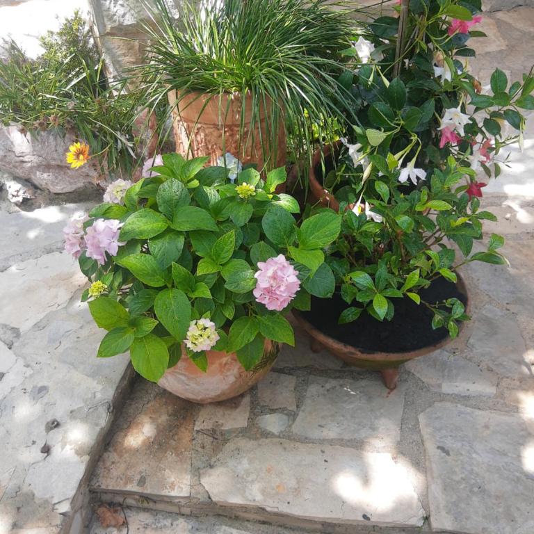 Sea-side Old Stone Villa with a private Garden - Vila sa 3 Spavaće Sobe - 16
