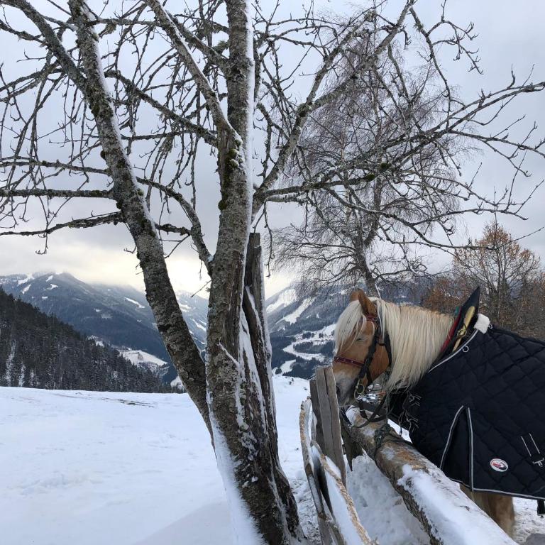Chalet Dachstein - Chalet - 38